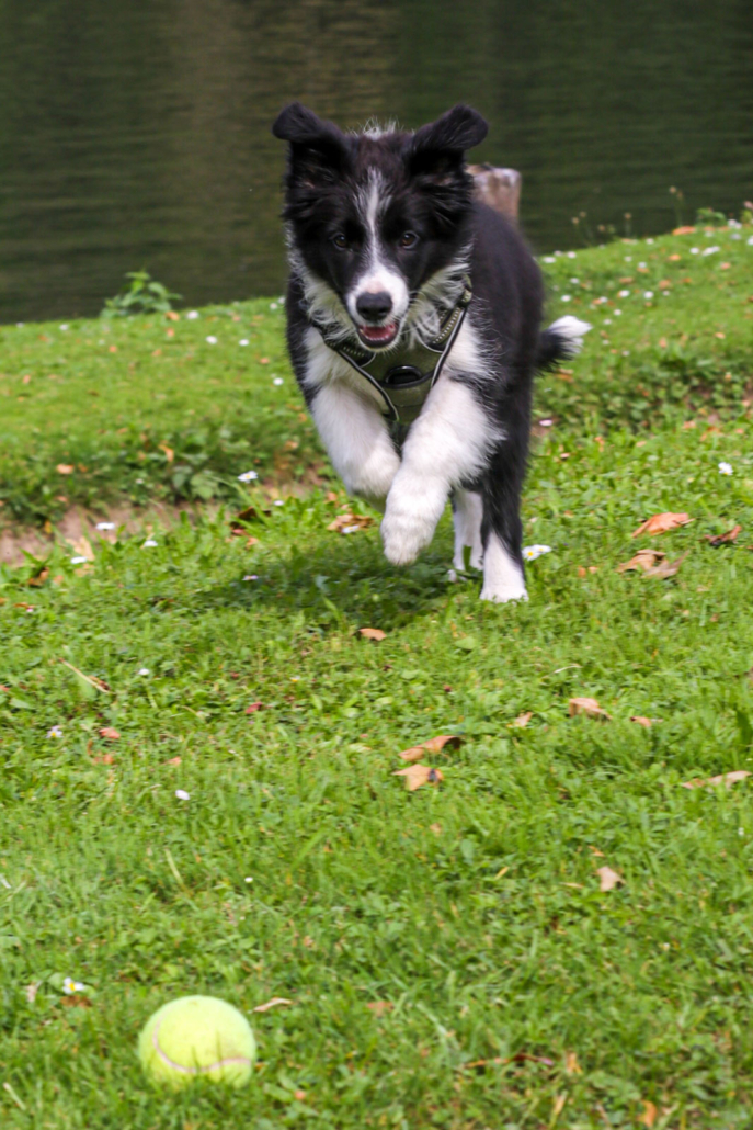 Unser Hütehund Rammi in Action